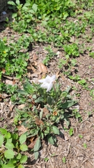 Ruellia metziae