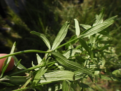 Galium boreale