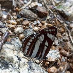 Neptis mahendra