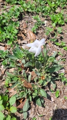 Ruellia metziae