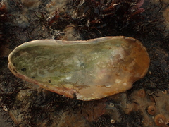 Modiolus modiolus