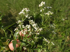 Galium boreale