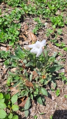 Ruellia metziae