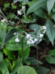 Oldenlandia mellii