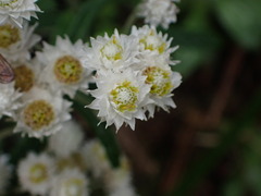 Anaphalis morrisonicola