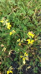 Lotus corniculatus
