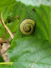 Cepaea
