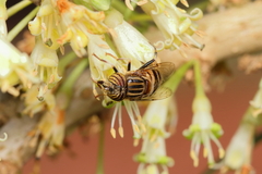 Eristalodes