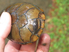 Kinosternon subrubrum