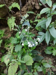 Oldenlandia mellii