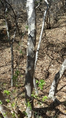 Heteropyxis natalensis