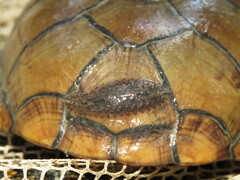 Kinosternon subrubrum