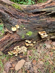 Kuehneromyces marginellus