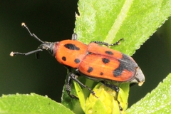 Rhodobaenus quinquepunctatus