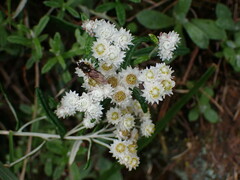 Anaphalis morrisonicola