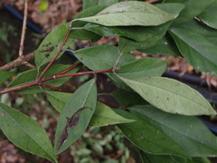 Hydrangea chinensis
