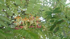 Tamarindus indica