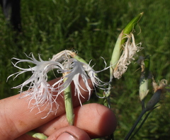 Dianthus superbus