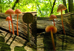 Mycena haematopus