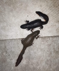 Triturus ivanbureschi