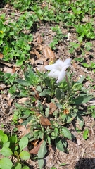 Ruellia metziae