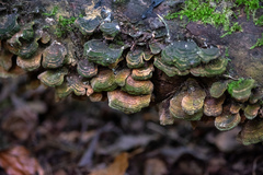 Trametes