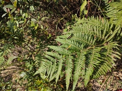 Pteridium revolutum