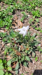 Ruellia metziae