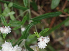Anaphalis morrisonicola