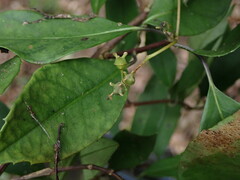 Hydrangea chinensis