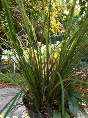 Carex virgata