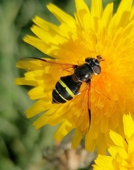 Dasysyrphus tricinctus