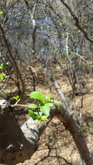 Heteropyxis natalensis