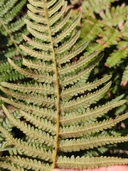 Pteridium revolutum