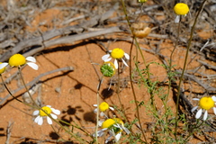 Foveolina tenella
