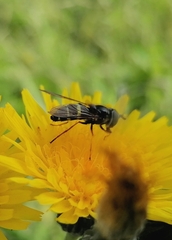 Dasysyrphus tricinctus