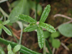 Anaphalis morrisonicola