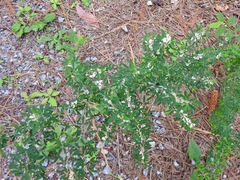 Lespedeza cuneata
