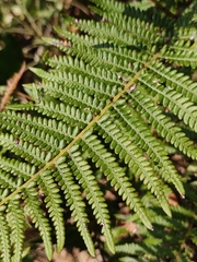 Pteridium revolutum