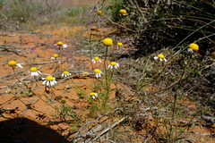Foveolina tenella