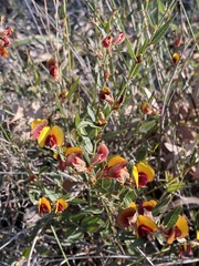 Bossiaeeae