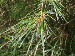 Pinus taiwanensis