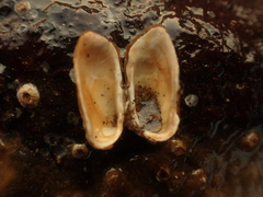 Hiatella arctica