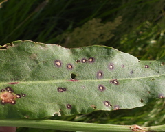 Ramularia rubella