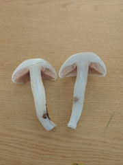 Agaricus campestris