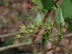 Hydrangea chinensis