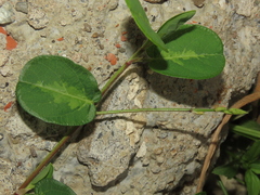Alysicarpus ovalifolius
