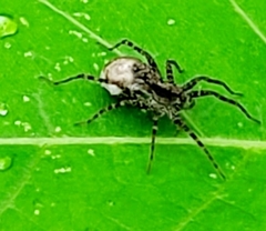Pardosinae