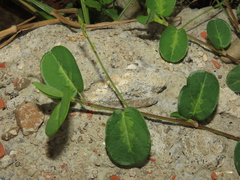 Alysicarpus ovalifolius