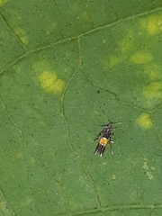 Cosmopterix